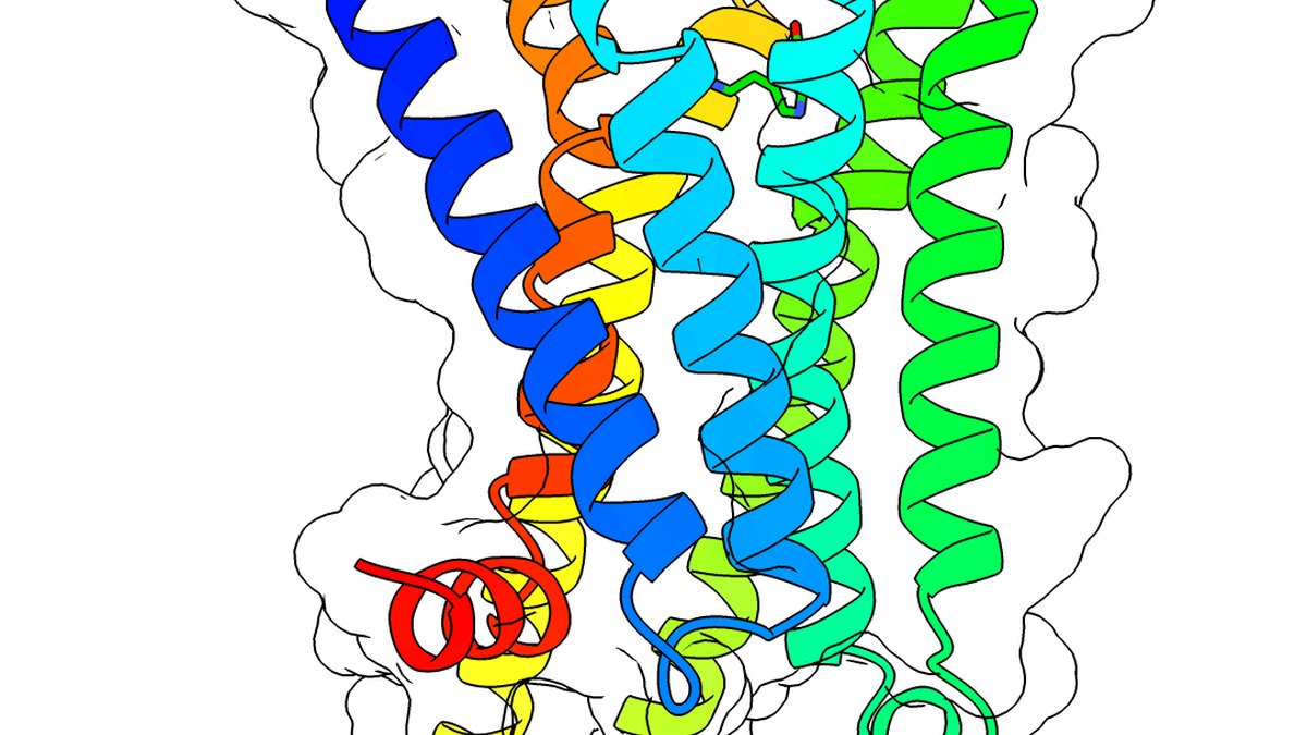 A receptor protein's ligand-binding architecture — the fold a soluble decoy receptor reuses to trap and neutralise a ligand — compiled by Panacea Bio Chem, Bogdan Dicoias